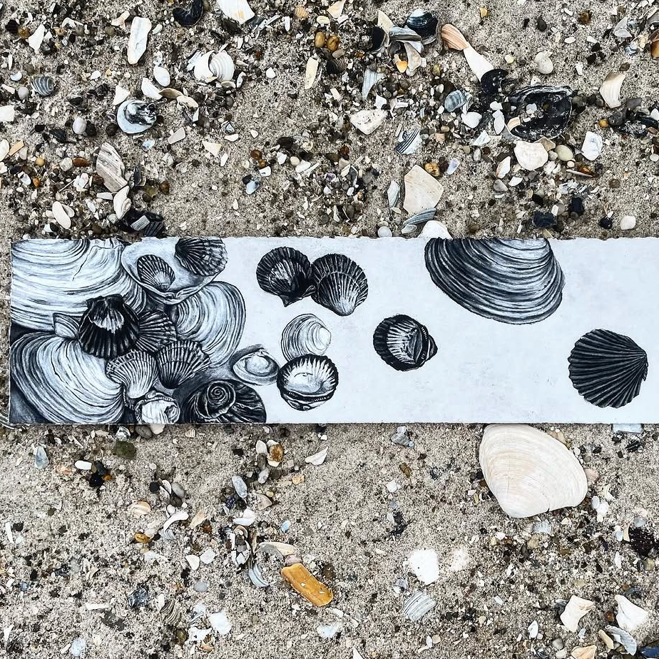 11-13 Drawing Seashells with Conte Crayon w/Cathleen Ficht (Copy)