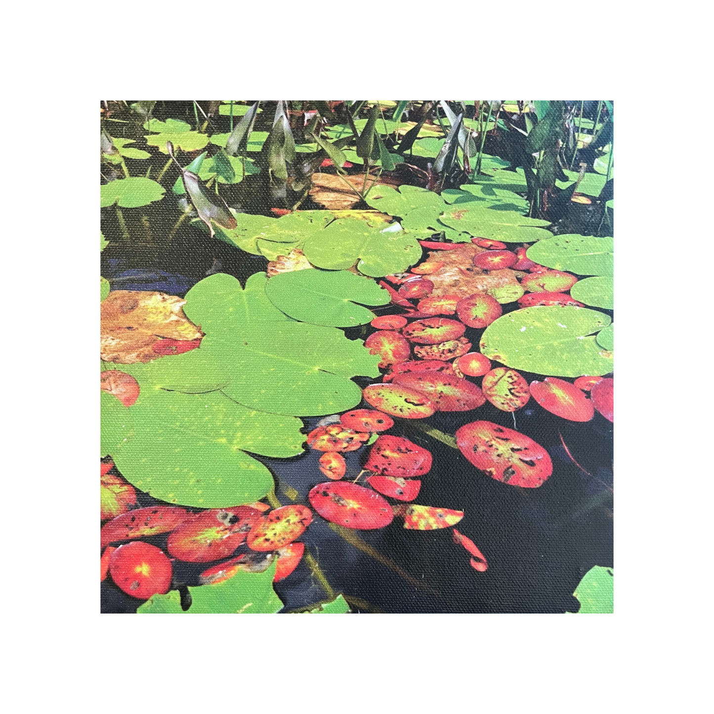 Water Lilies II 11
