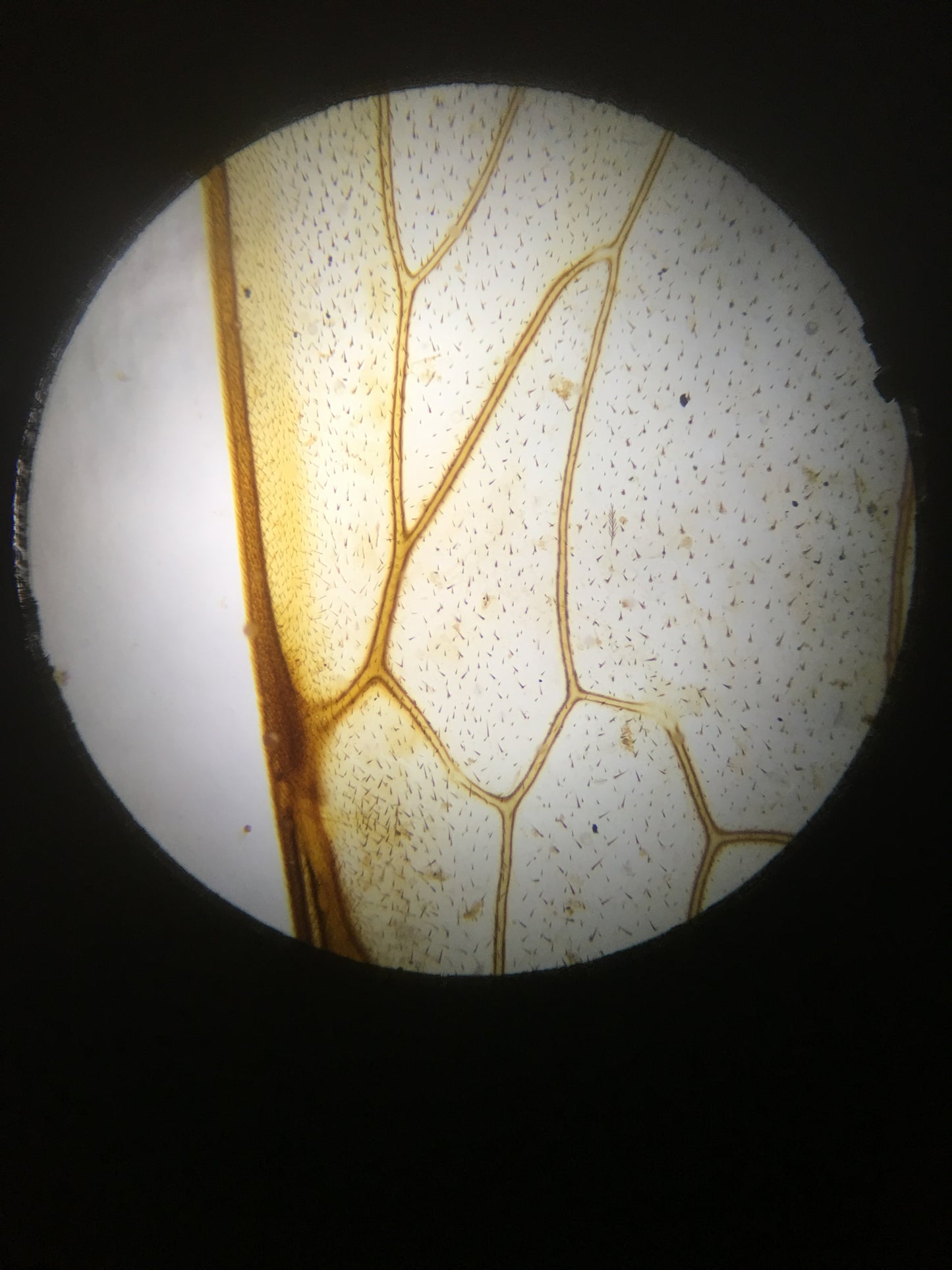 10-13 Microscopic Worlds: Microbiology Inspired Mixed Media Workshop