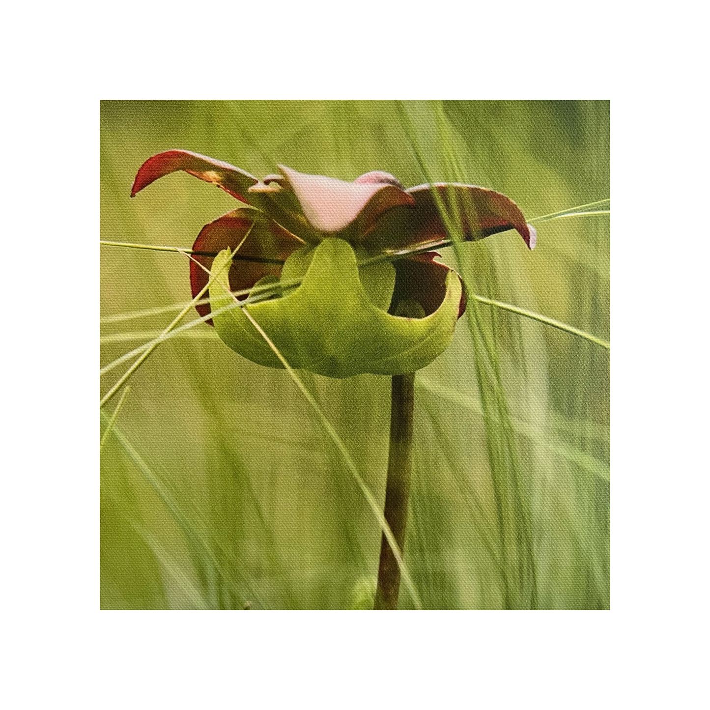 Water Lilies II 3