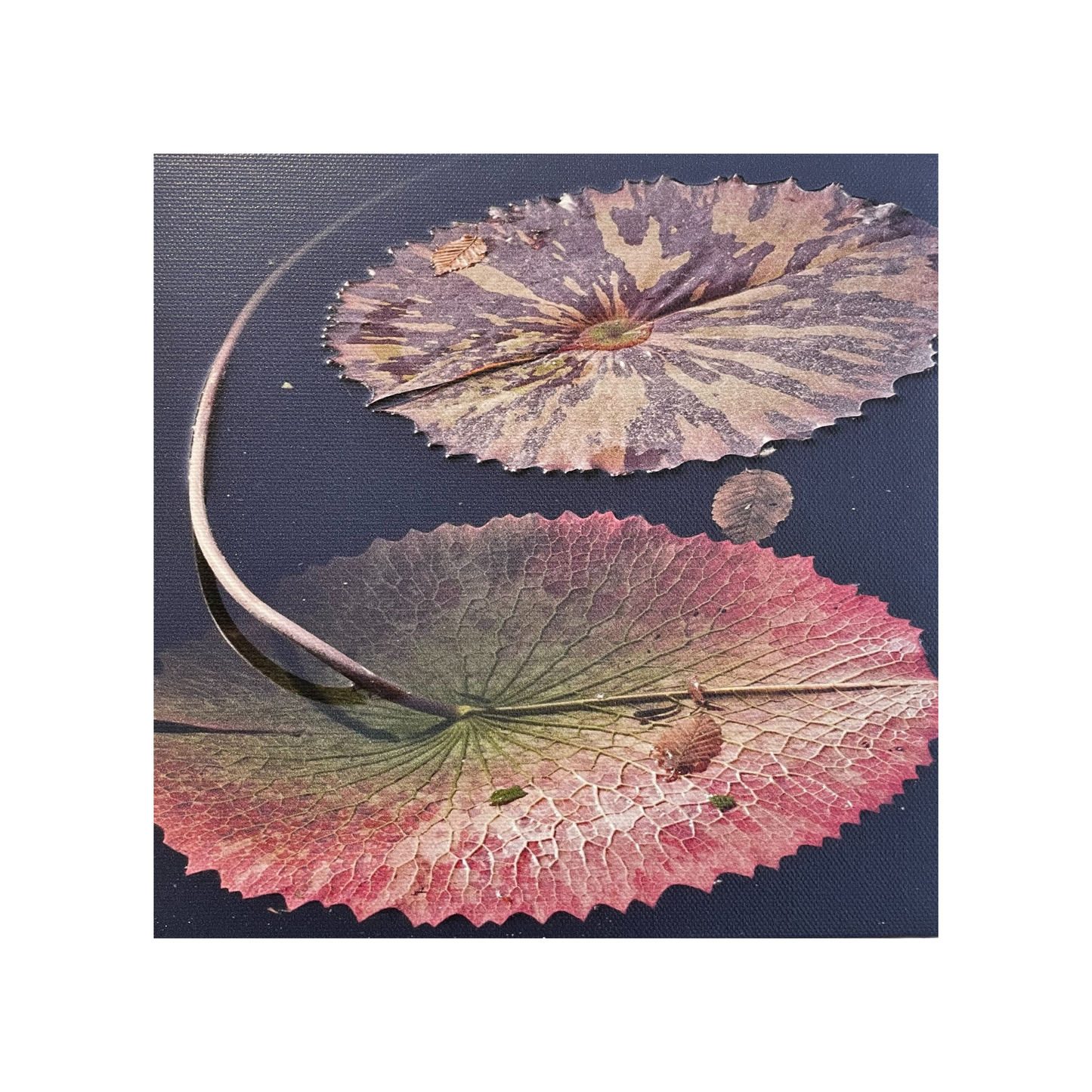 Water Lilies 1
