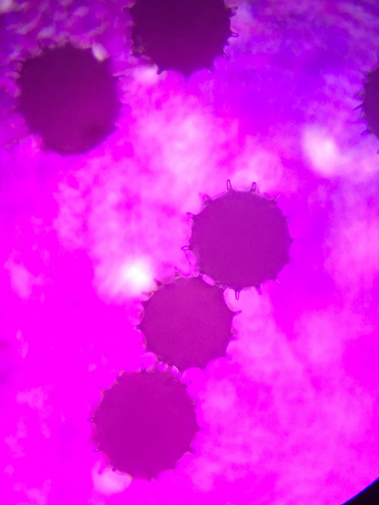 10-13 Microscopic Worlds: Microbiology Inspired Mixed Media Workshop