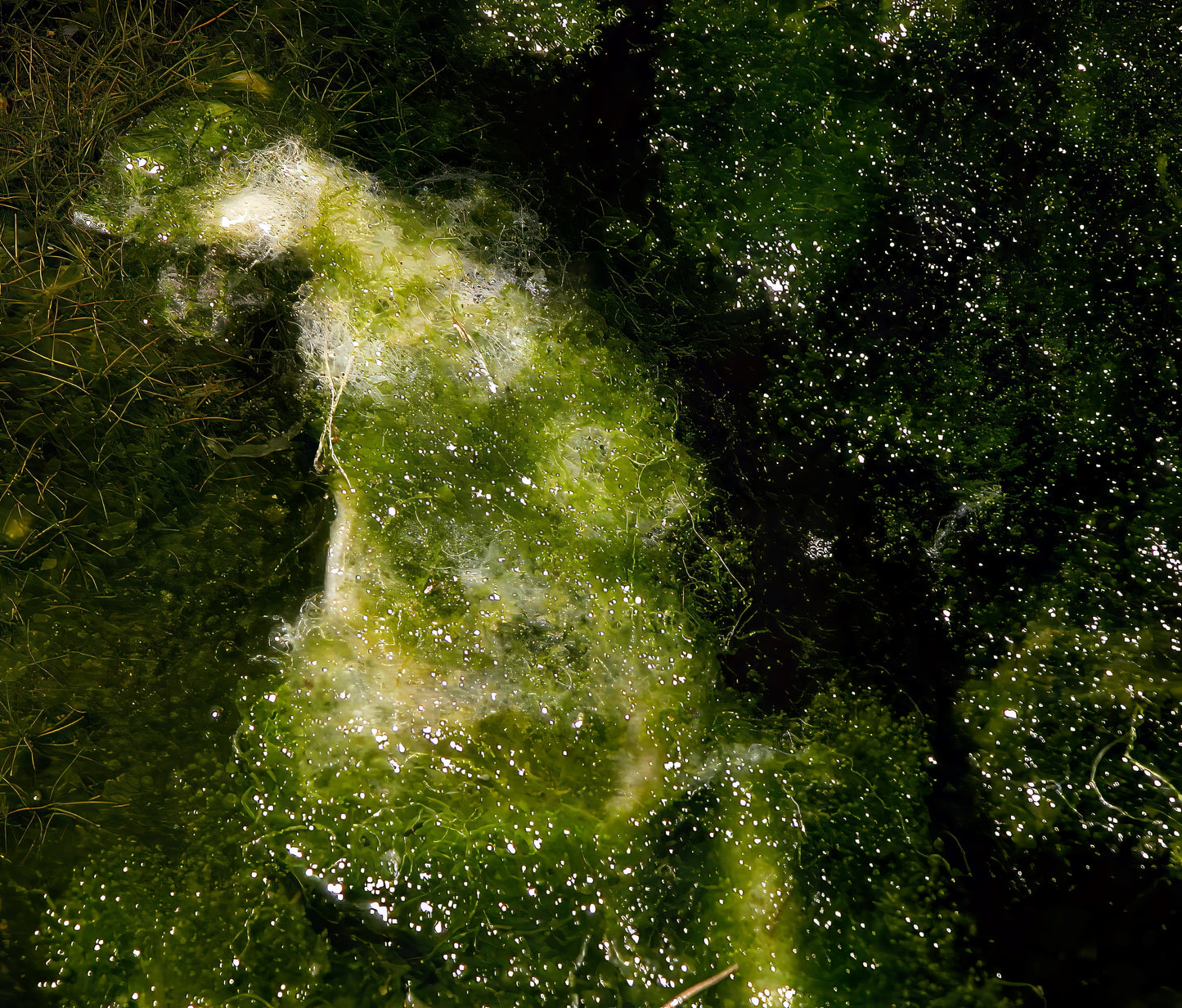 Aquatic Cosmos
