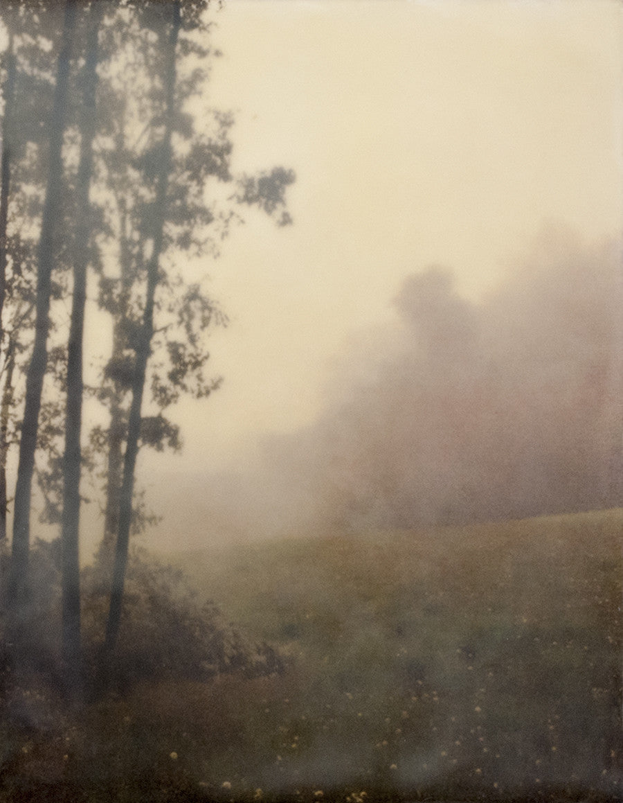 Field in Morning Mist II