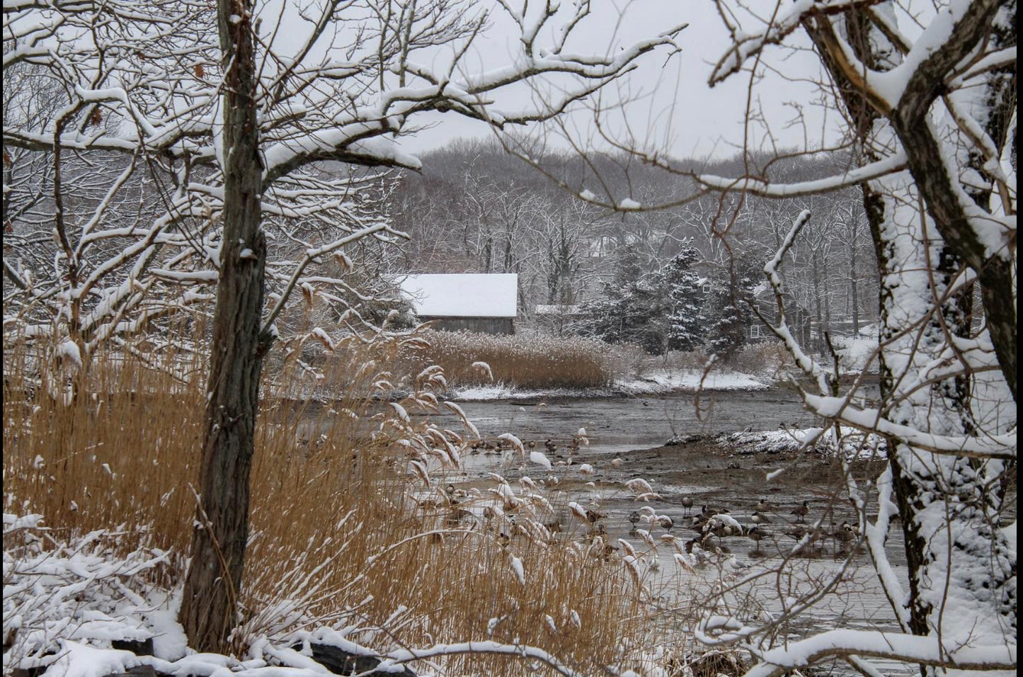 Winter in Stony Brook