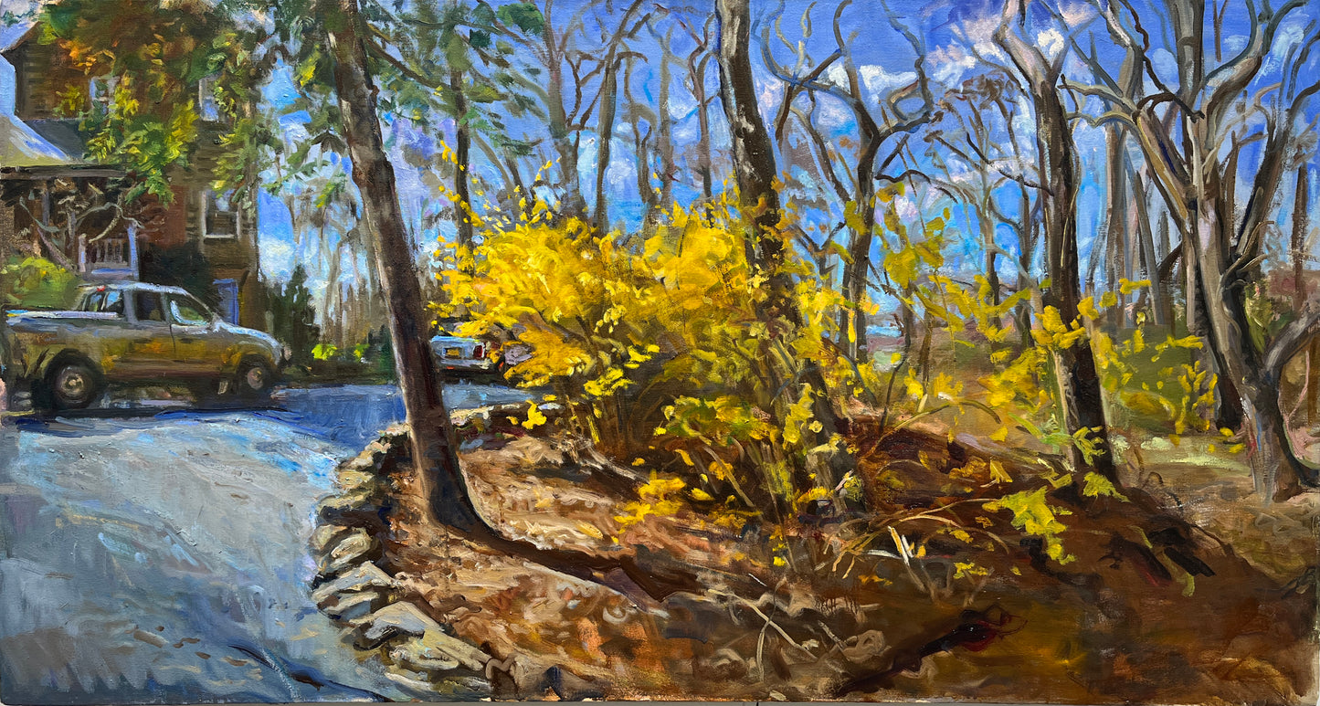 Driveway Late Afternoon With Forsythias