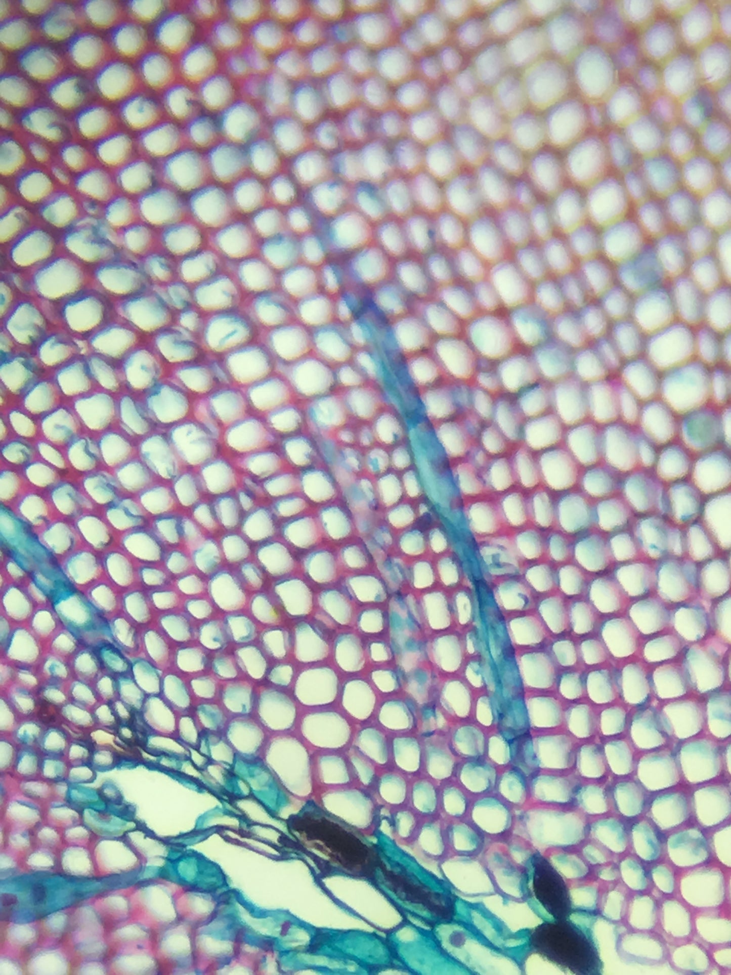 10-13 Microscopic Worlds: Microbiology Inspired Mixed Media Workshop
