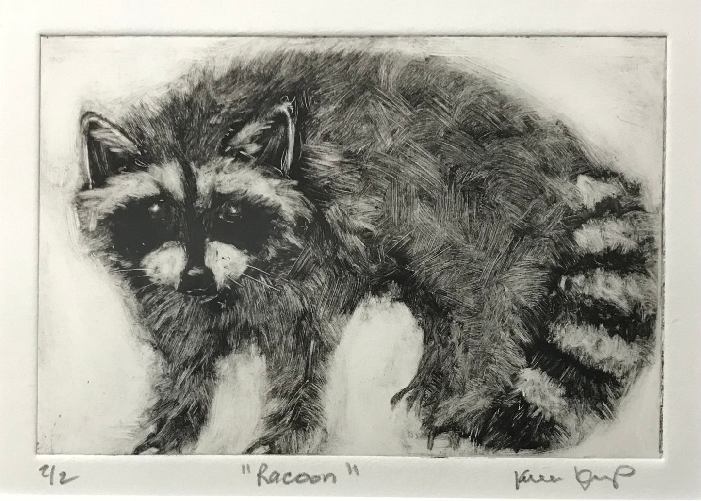Raccoon