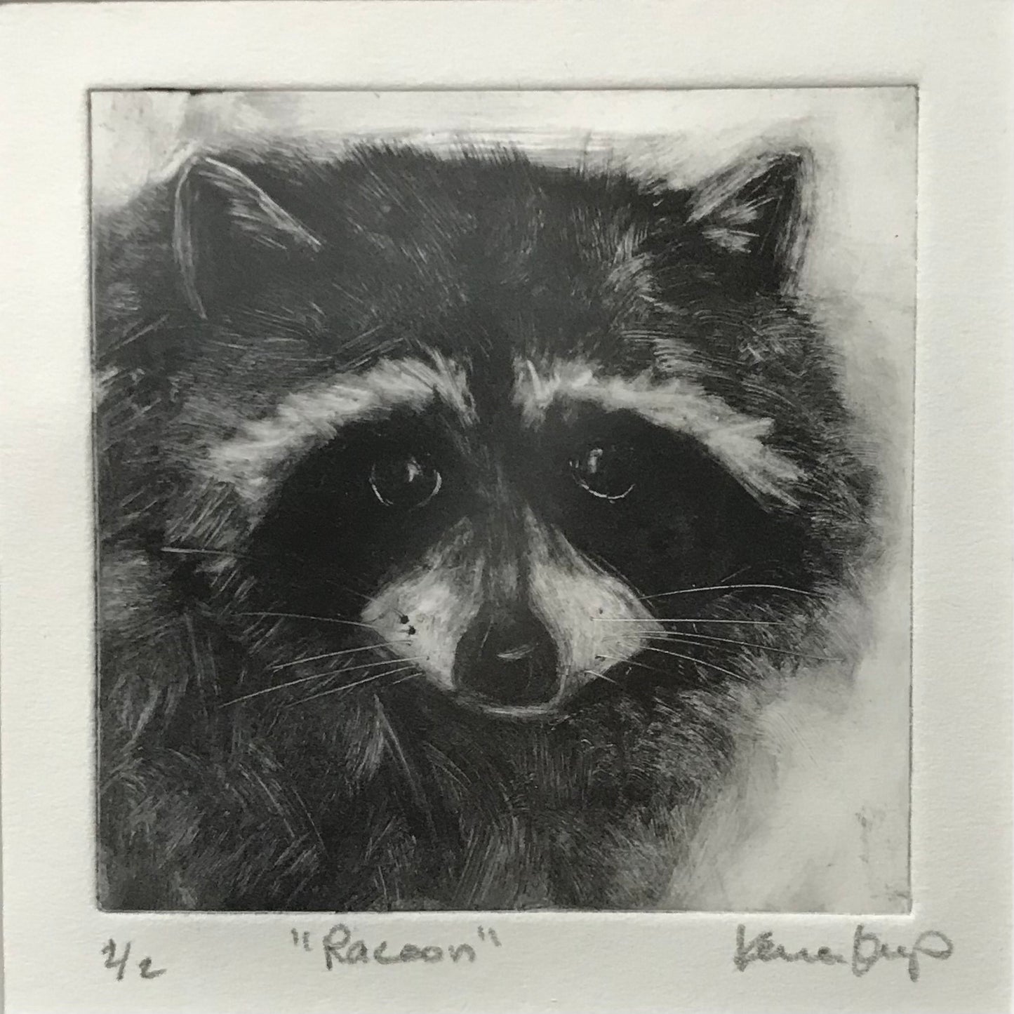Raccoon