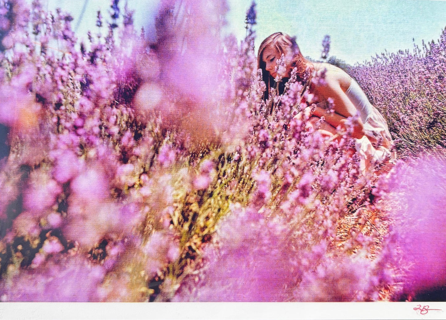 Hidden in Lavender