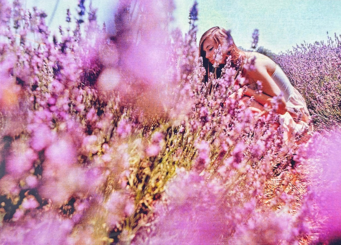 Hidden in Lavender