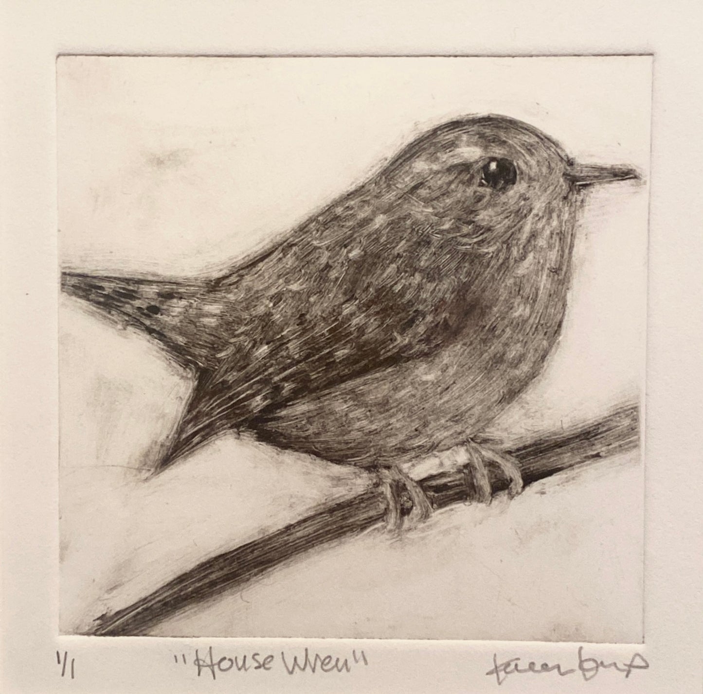 House Wren