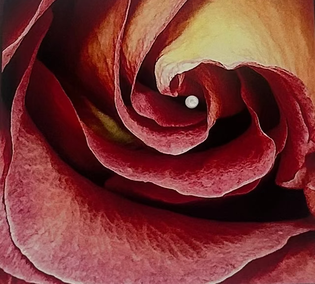 Rose Card