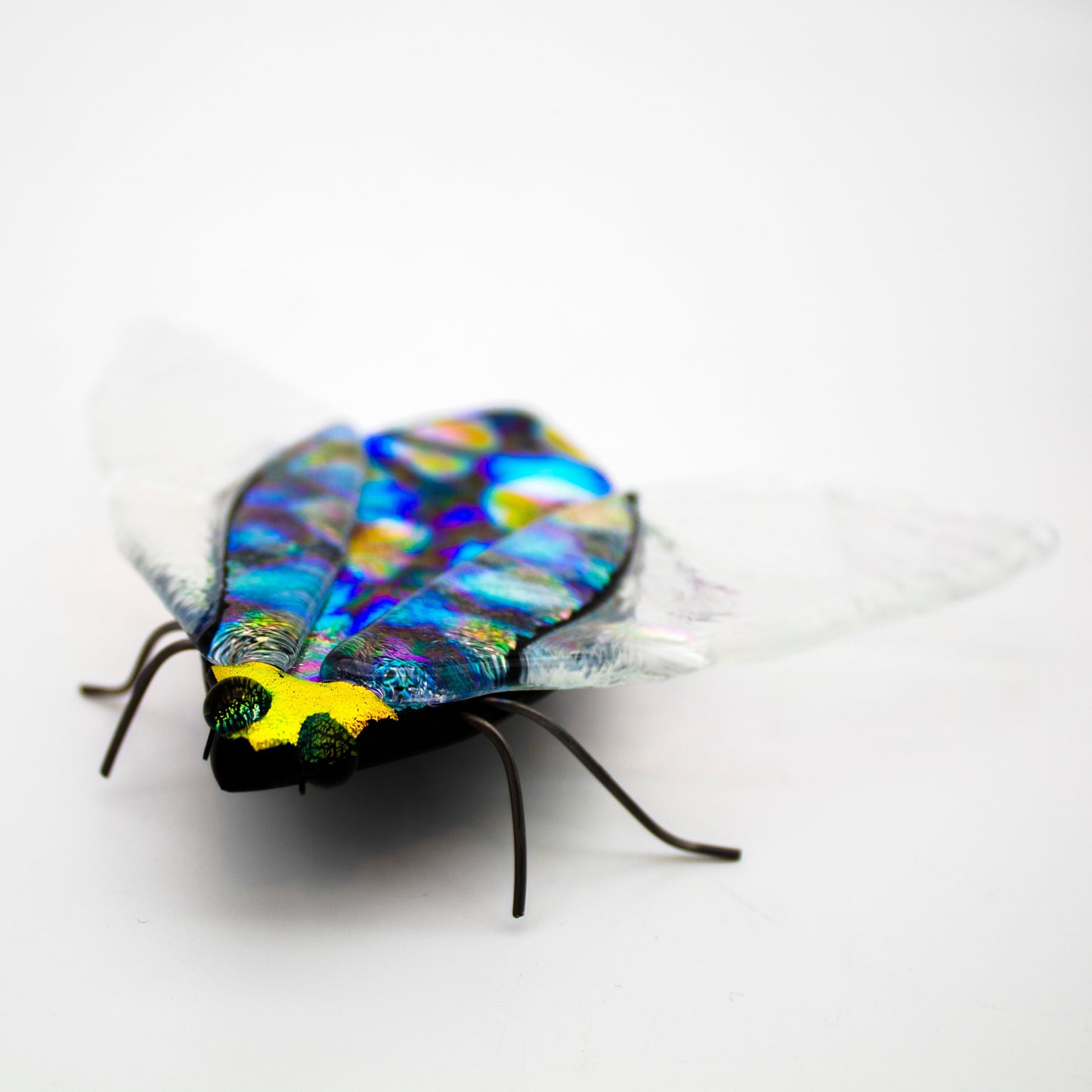 Cicada