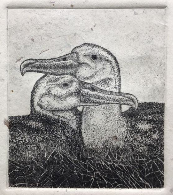 Love Story (Albatrosses)
