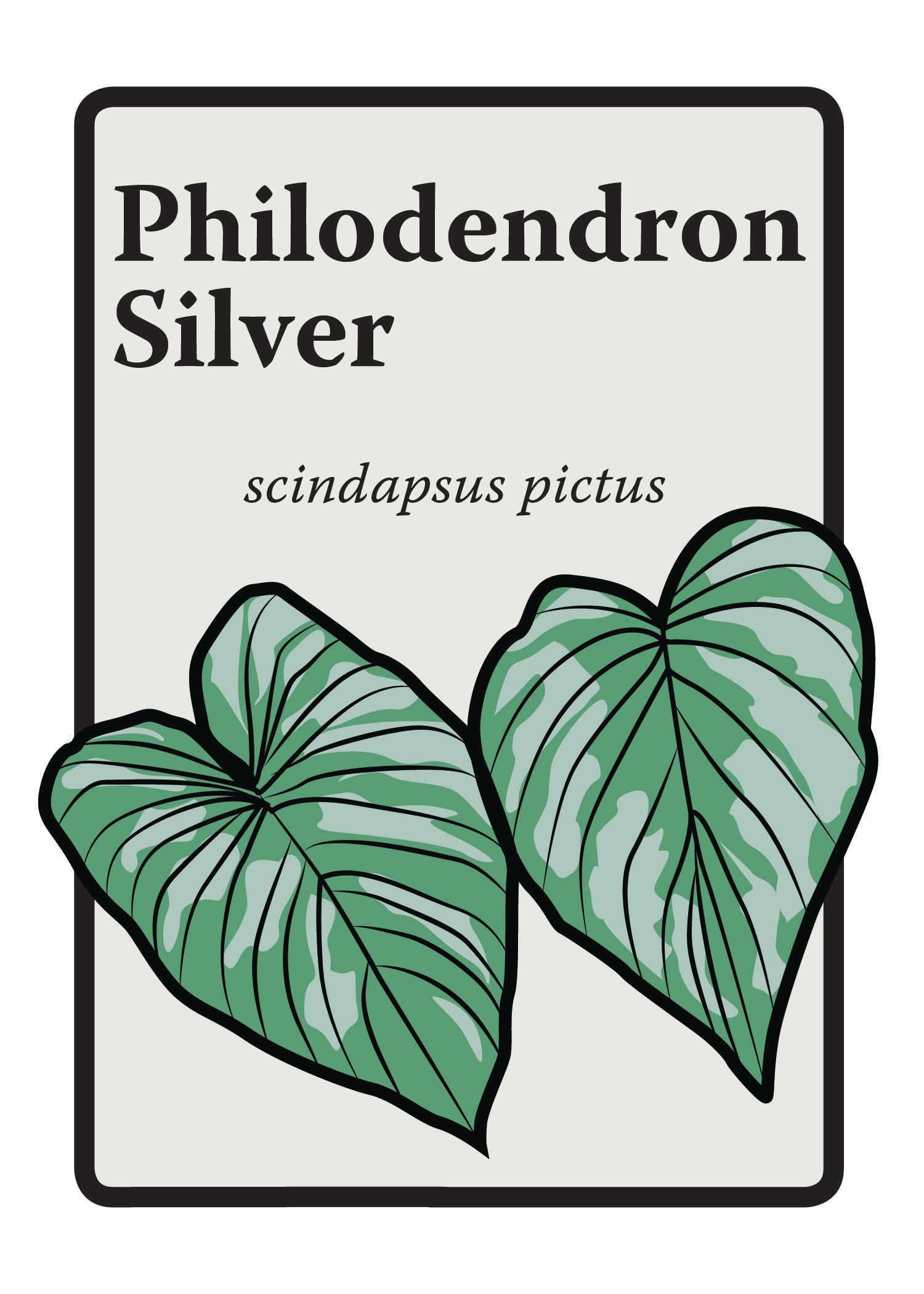philodendron print Silver Philodendron Graphic Print – gallerynorth