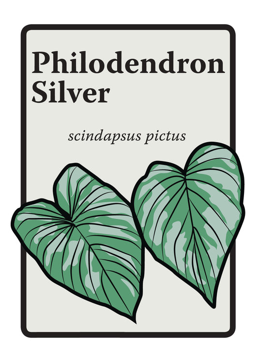 Silver Philodendron Graphic Print