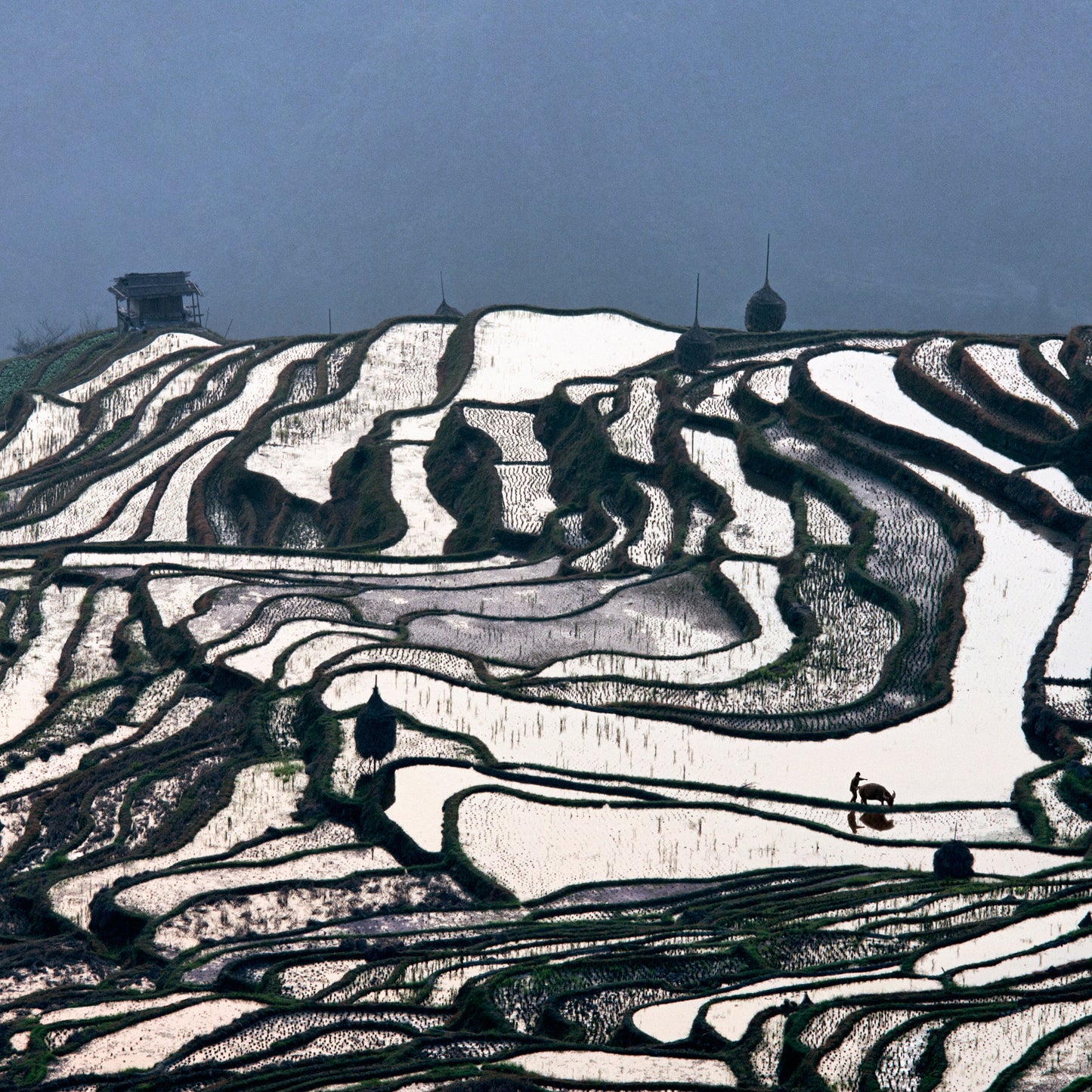 Terraced Rice Fields
