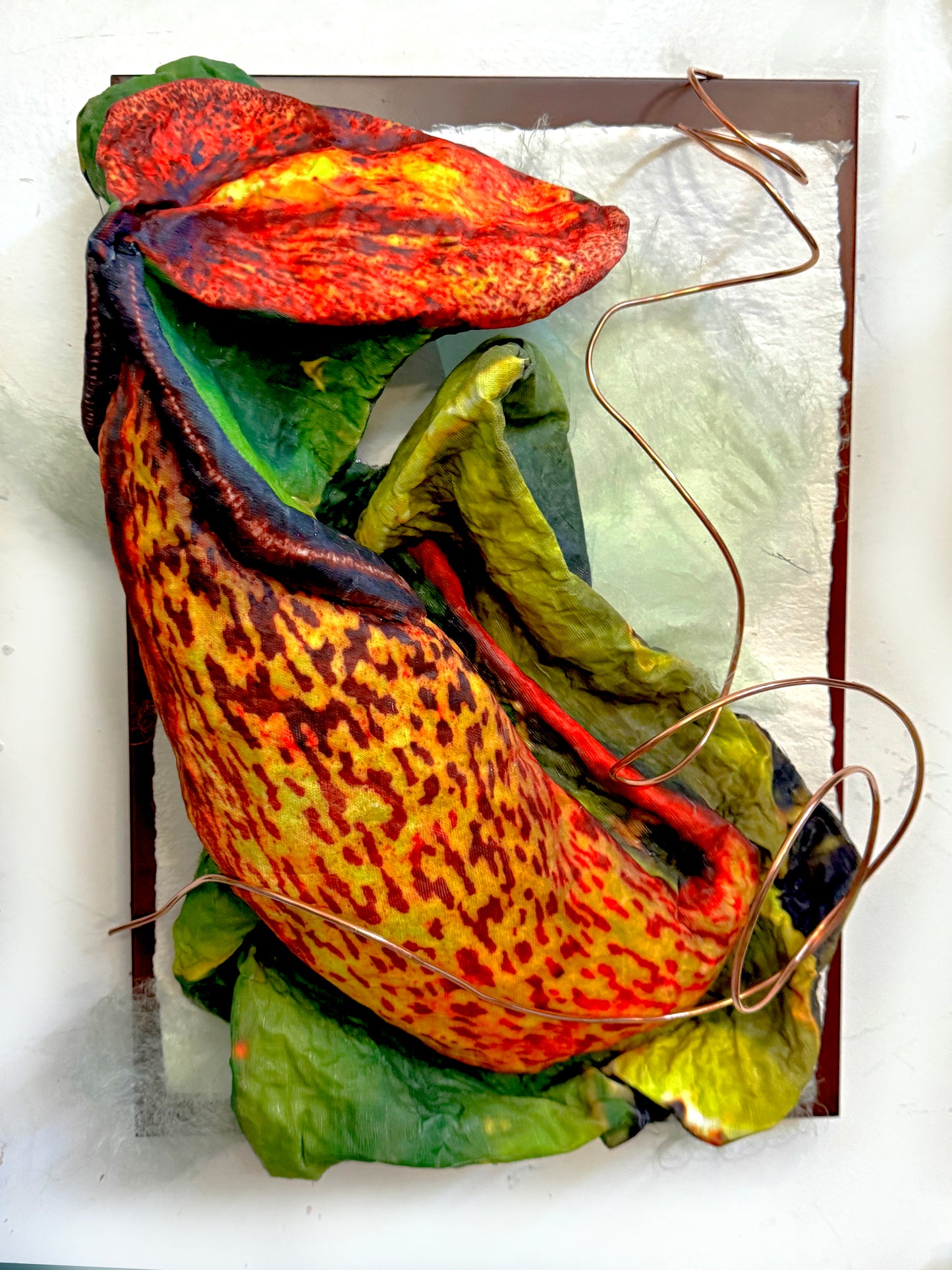 Sarracenia 1 Study