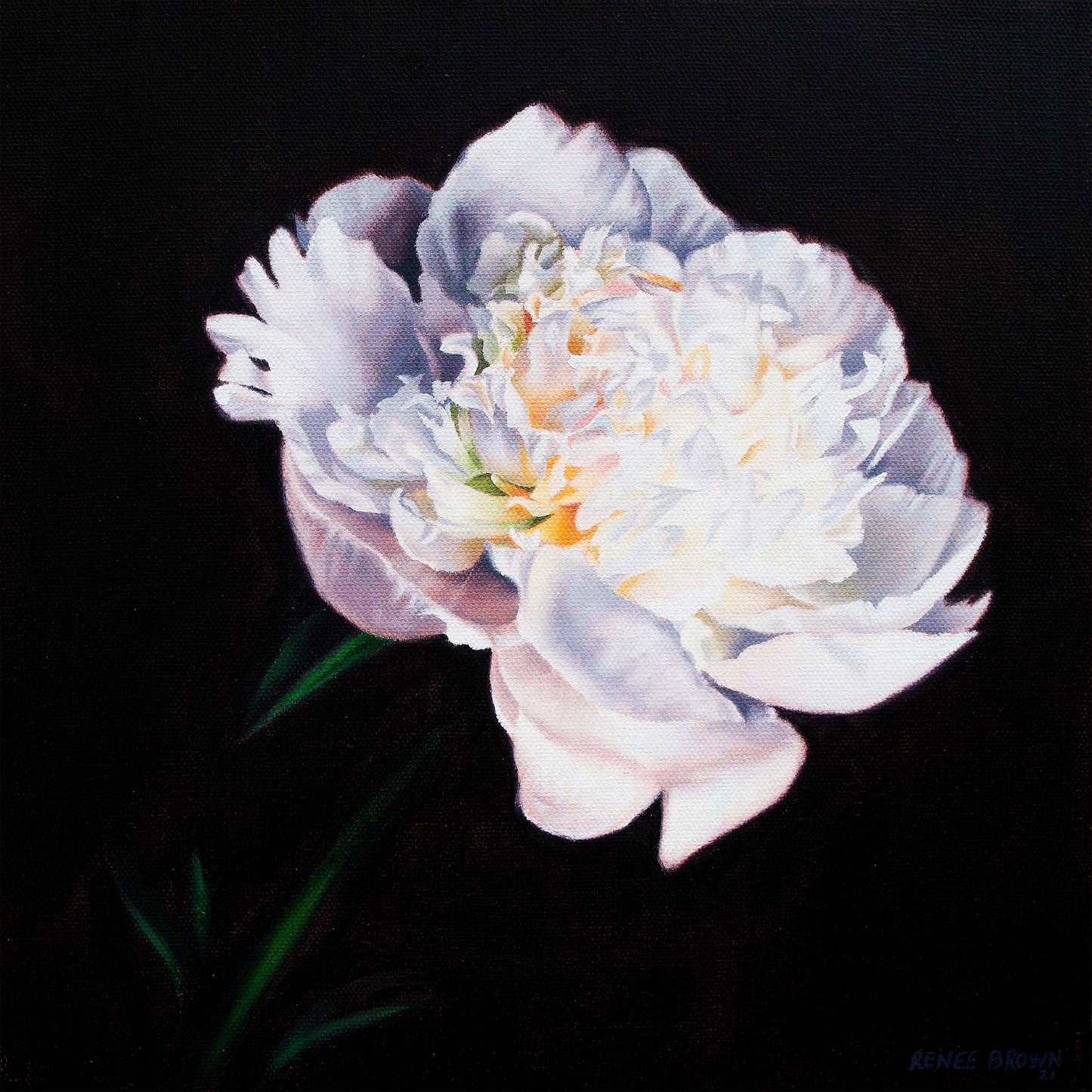 White Peony
