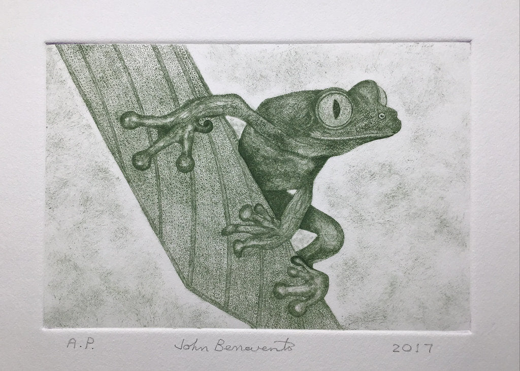 Tree Frog