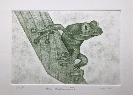 Tree Frog