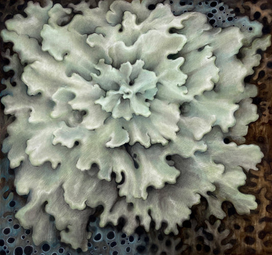 Lichen Study