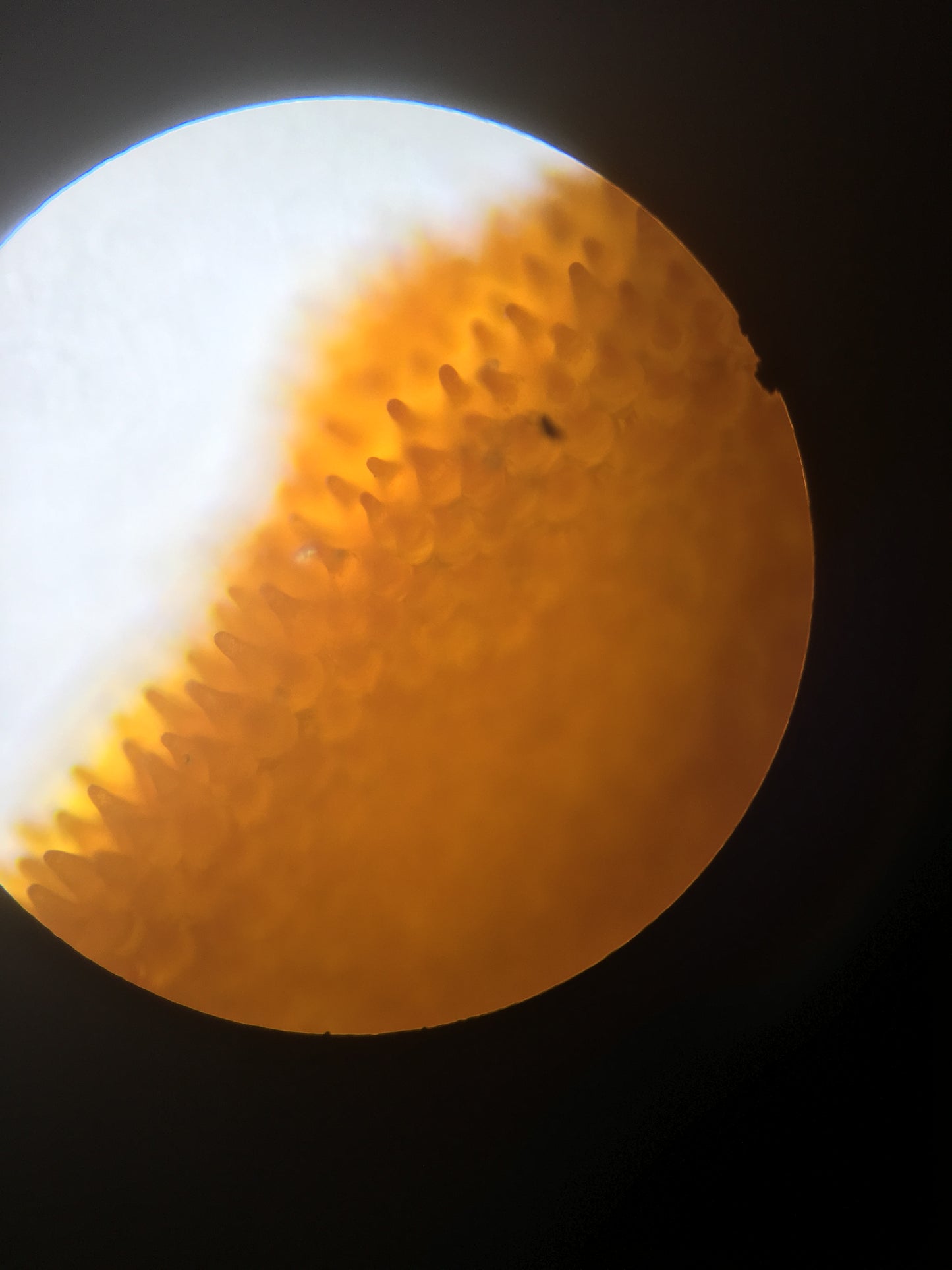 10-13 Microscopic Worlds: Microbiology Inspired Mixed Media Workshop