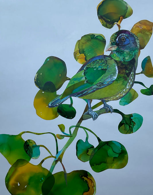 Australian Green Carbird