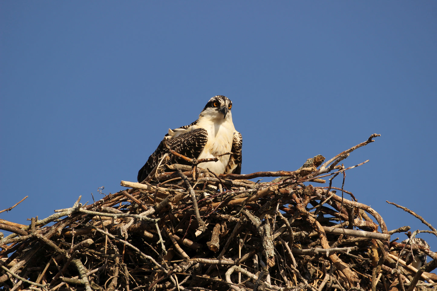 Osprey West Meadow