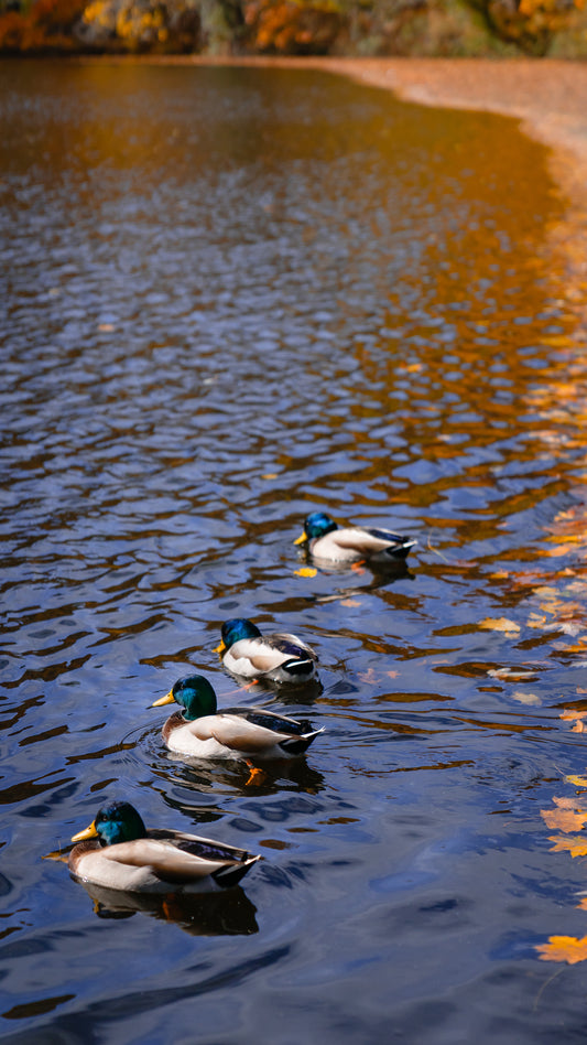 Fall at the Pond, Mill Pond Park