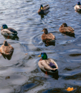 Ducks at the Pond