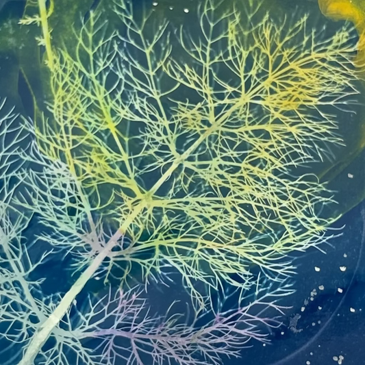 Fennel Print