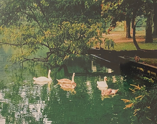 Stony Brook Duck Pond