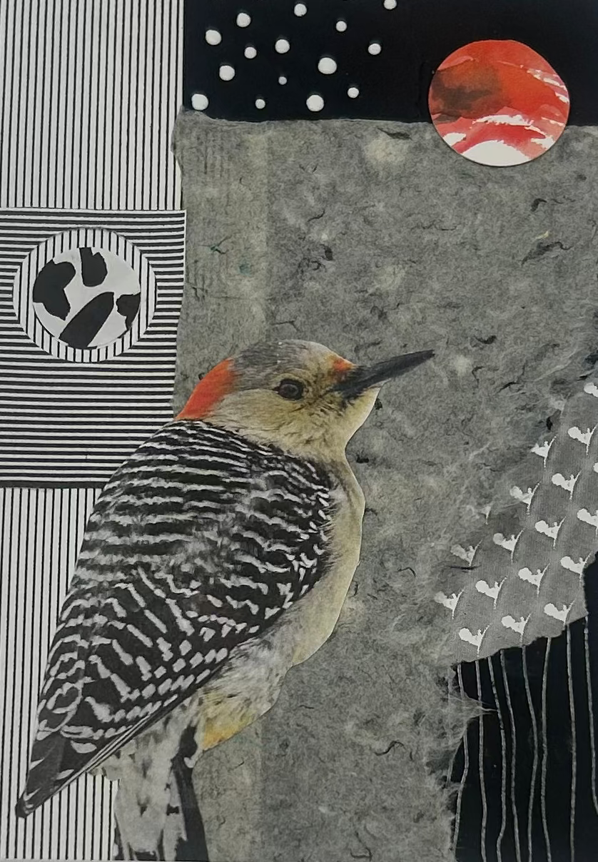 Red Bellies Woodpecker