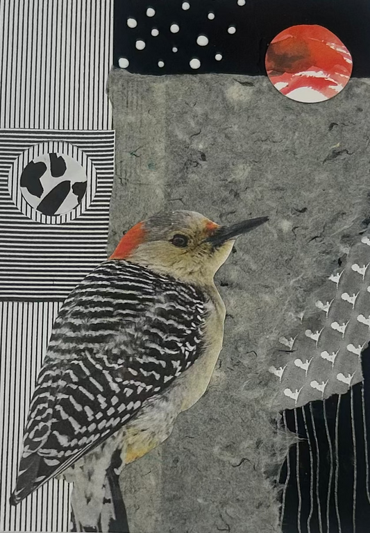 Red Bellies Woodpecker
