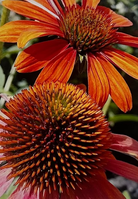Rudbeckia Card