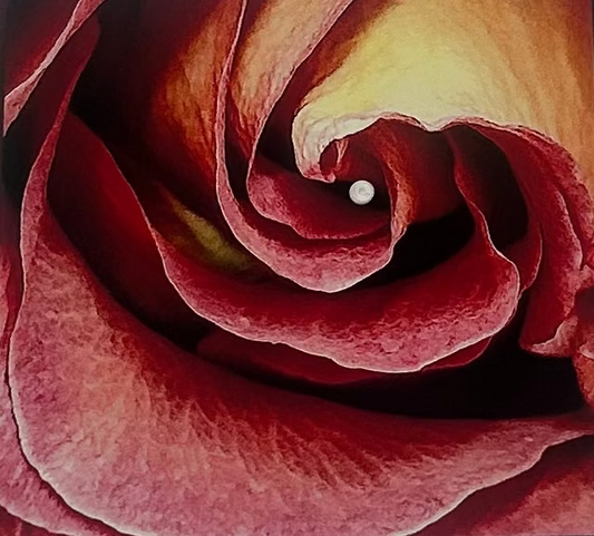 Rose Card
