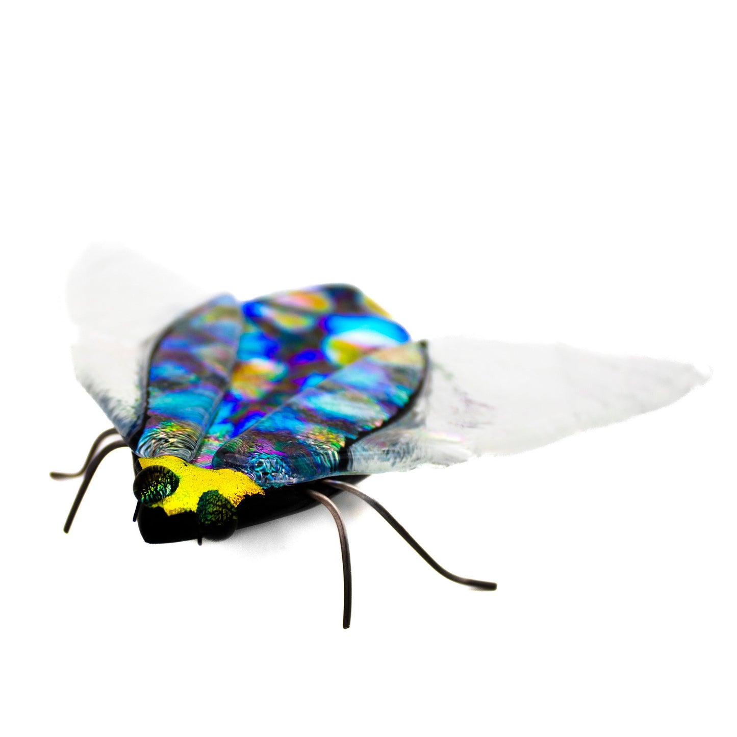 Cicada