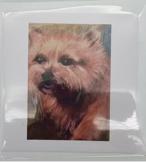 Cards - The Animals Collection