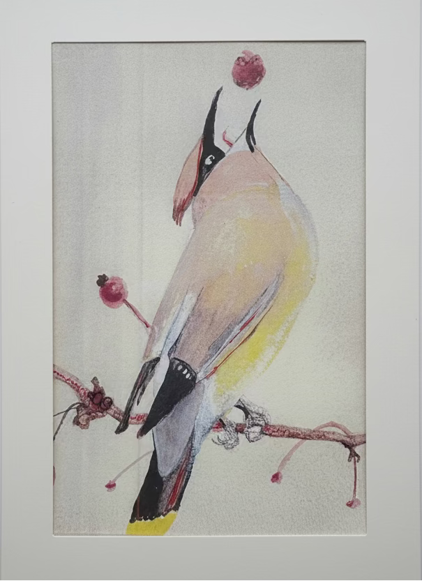 Cards - The Bird Collection