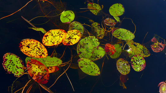 Water Lily Fall Gathering