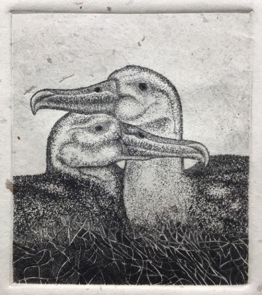 Love Story (Albatrosses)