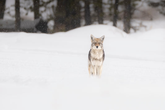 Winter Stare