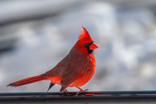 Cardinal in the Sun