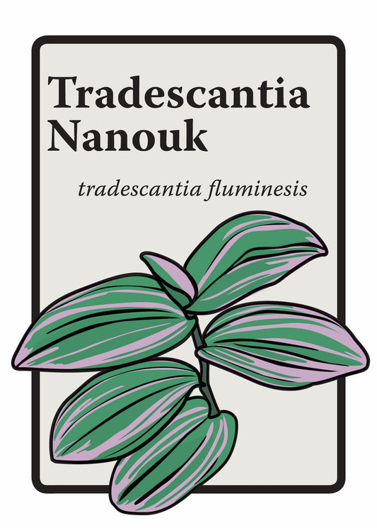 Tradescantia Nanouk Graphic Print