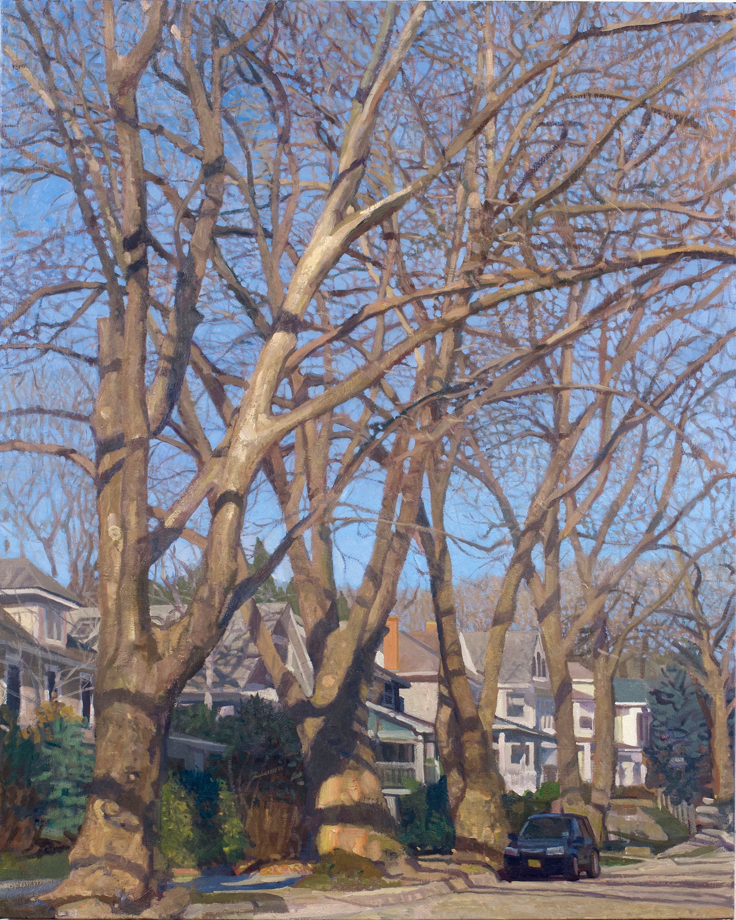 Sammis Street Sycamores
