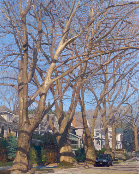 Sammis Street Sycamores