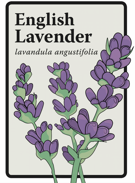 English Lavender Graphic Print