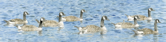 Flotilla